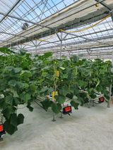 팜모닝 오이·영농일지 게시글 이미지