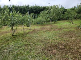 키다리님의 사과 · 영농일지 작성글 사진