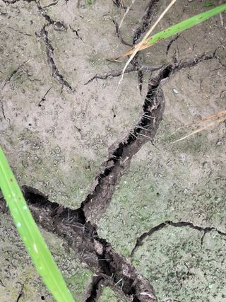 별@노래농장(정씨)님의 벼 · 영농일지 작성글 사진