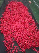 팜모닝 고추·영농일지 게시글 이미지