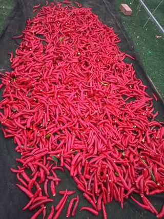 오웅진님의 고추 · 영농일지 작성글 사진