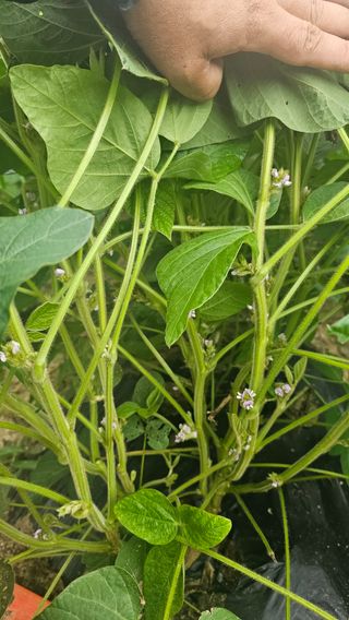 5도2촌님의 콩 · 영농일지 작성글 사진