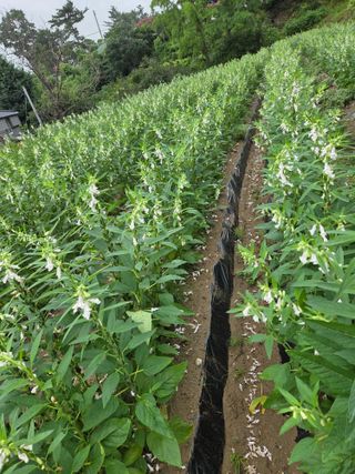 생강콩참깨들깨고추고님의 기타작물 · 영농일지 작성글 사진