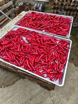 팜모닝 기타작물·영농일지 게시글 이미지