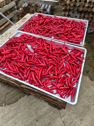 뚜벅이님의 기타작물 · 영농일지 작성글 사진