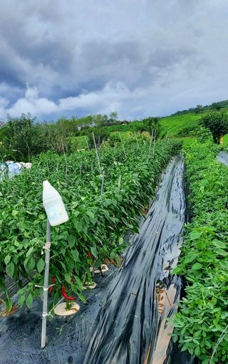 내장상동초보농부님의 고추 · 영농일지 작성글 사진