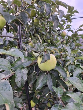 이병옥님의 사과 · 영농일지 작성글 사진