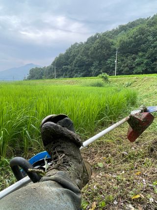 별@노래농장(정씨)님의 벼 · 영농일지 작성글 사진