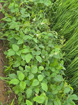 정조연님의 기타작물 · 영농일지 작성글 사진