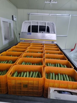 김희범님의 오이 · 영농일지 작성글 사진