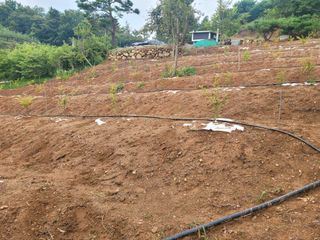 솔터농원님의 기타작물 · 영농일지 작성글 사진