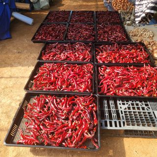 내장상동초보농부님의 고추 · 영농일지 작성글 사진