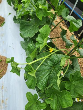 김저팔계님의 기타작물 · 영농일지 작성글 사진