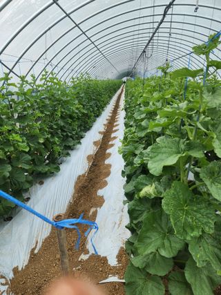 김저팔계님의 기타작물 · 영농일지 작성글 사진