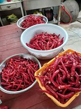 팜모닝 기타작물·영농일지 게시글 이미지