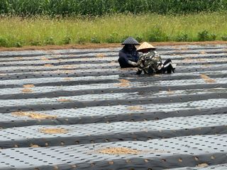 정명진님의 파 · 영농일지 작성글 사진