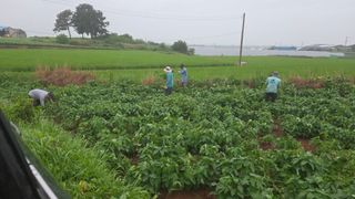 오이15788님의 콩 · 영농일지 작성글 사진