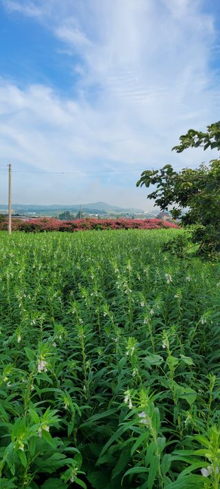 김동제님의 참깨 · 영농일지 작성글 사진