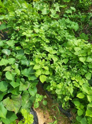 최병우님의 기타작물 · 영농일지 작성글 사진