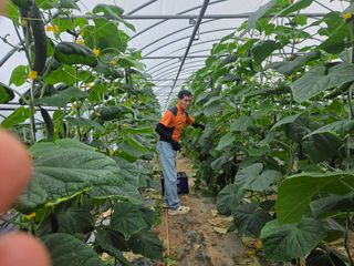 기본에 충실님의 오이 · 영농일지 작성글 사진