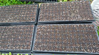 김지철님의 기타작물 · 영농일지 작성글 사진