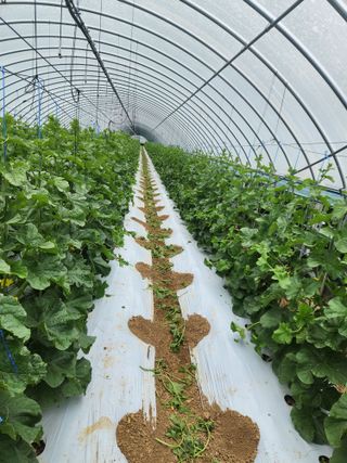 김저팔계님의 기타작물 · 영농일지 작성글 사진