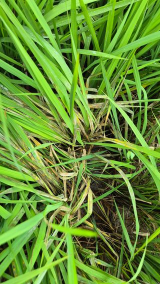 임상옥님의 벼 · 영농일지 작성글 사진