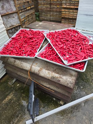 뚜벅이님의 기타작물 · 영농일지 작성글 사진