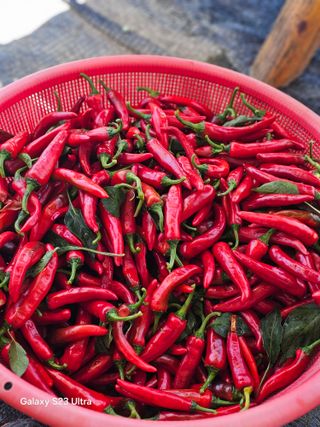 박용열조물주님 님의 고추 · 영농일지 작성글 사진