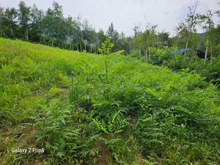 정선 숲속의농부님의 두릅 · 영농일지 작성글 사진