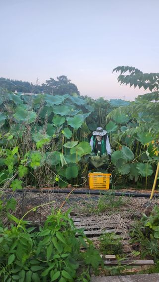 심지님의 기타작물 · 영농일지 작성글 사진