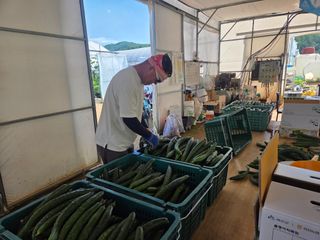 기본에 충실님의 오이 · 영농일지 작성글 사진