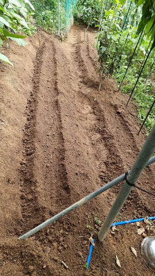 권혁렬님의 기타작물 · 영농일지 작성글 사진