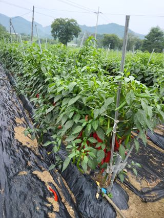 김성열님의 고추 · 영농일지 작성글 사진