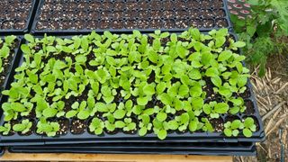 김지철님의 기타작물 · 영농일지 작성글 사진