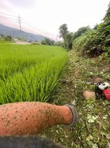 팜모닝 벼·영농일지 게시글 이미지