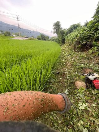 별@노래농장(정씨)님의 벼 · 영농일지 작성글 사진