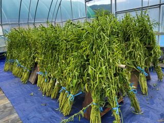 솔방농원님의 참깨 · 영농일지 작성글 사진