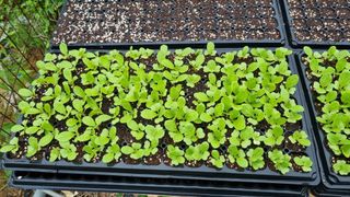 김지철님의 기타작물 · 영농일지 작성글 사진