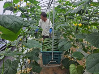 기본에 충실님의 오이 · 영농일지 작성글 사진