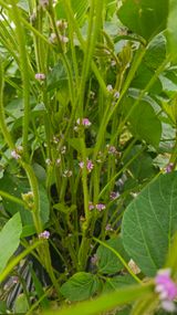 팜모닝 콩·영농일지 게시글 이미지