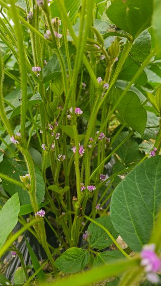 5도2촌님의 콩 · 영농일지 작성글 사진