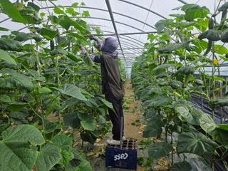 기본에 충실님의 오이 · 영농일지 작성글 사진