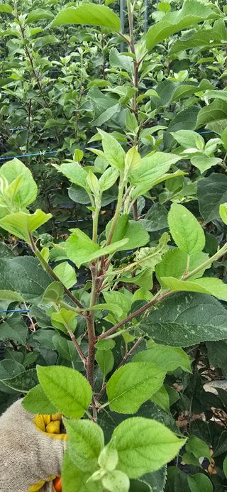 장동휘님의 기타작물 · 영농일지 작성글 사진