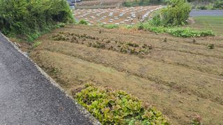 김영한님의 기타작물 · 영농일지 작성글 사진