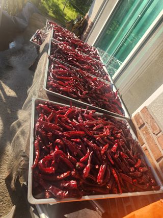 김영숙님의 기타작물 · 영농일지 작성글 사진