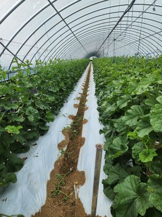 김저팔계님의 기타작물 · 영농일지 작성글 사진