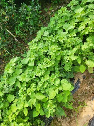 최병우님의 기타작물 · 영농일지 작성글 사진