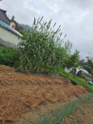 생강콩참깨들깨고추고님의 기타작물 · 영농일지 작성글 사진