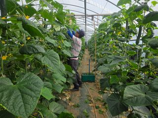 기본에 충실님의 오이 · 영농일지 작성글 사진